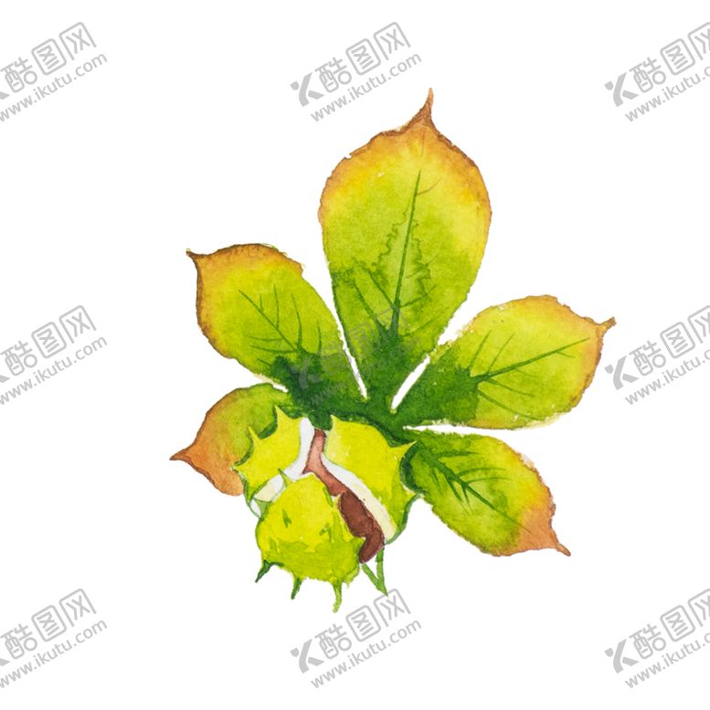 编号：41594309250022215394【酷图网】源文件下载-手绘植物