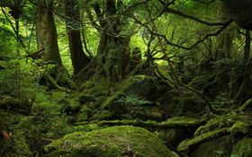 森林桌面日落树木背景生态