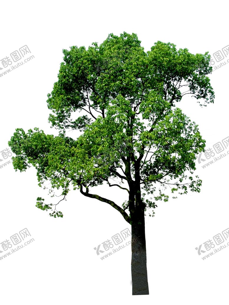 编号：23067409100031043327【酷图网】源文件下载-樟树