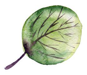 植物绿叶