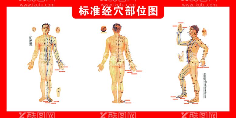 编号：10184710220155477962【酷图网】源文件下载-标准经穴部位图