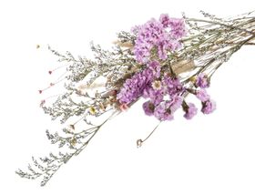 免抠背景干花枯花