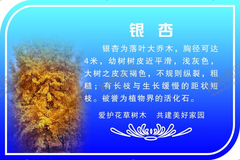 编号：72300405150741134520【酷图网】源文件下载-银杏