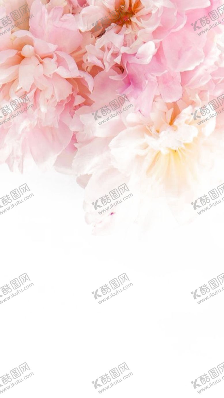 编号：97657609131527183145【酷图网】源文件下载-牡丹花