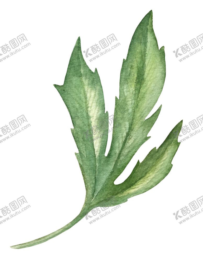 编号：29386605150339418472【酷图网】源文件下载-手绘植物