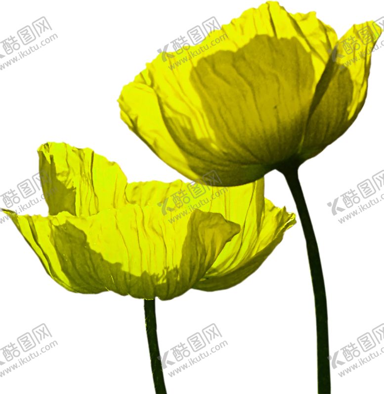 编号：51787509250249518491【酷图网】源文件下载-花素材