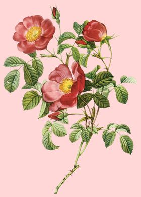 花卉植