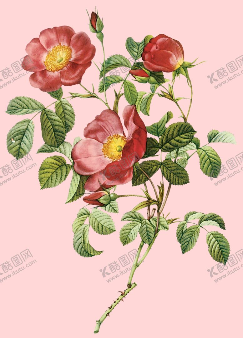 编号：49964209270443464932【酷图网】源文件下载-花卉植