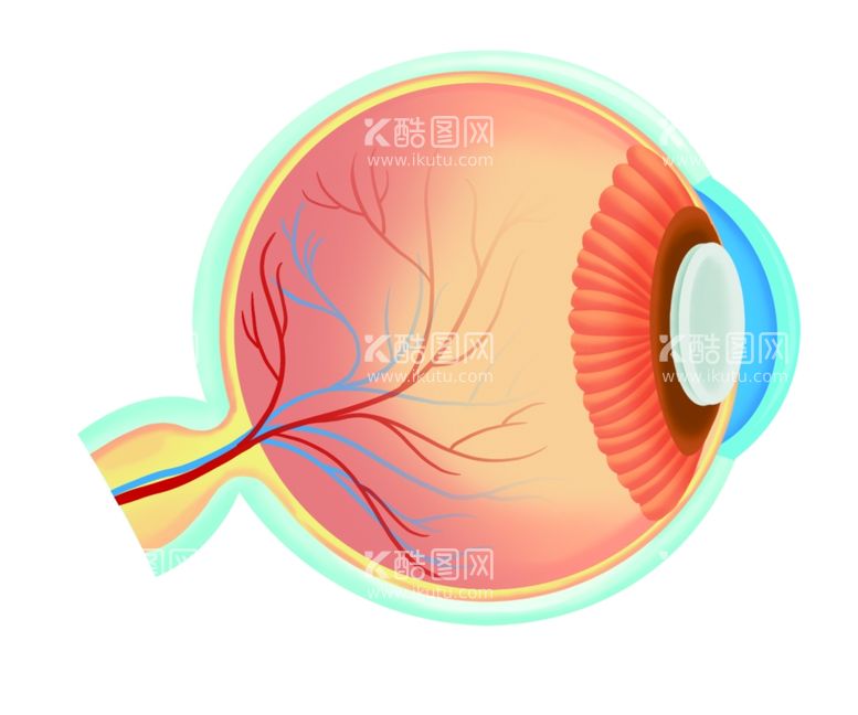 编号：77675011270027042657【酷图网】源文件下载-医疗医学眼球结构插画