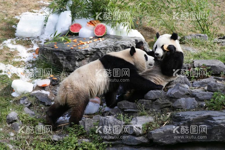 编号：88737611291336149799【酷图网】源文件下载-大熊猫