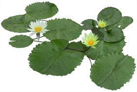 免扣植物树木素材图片