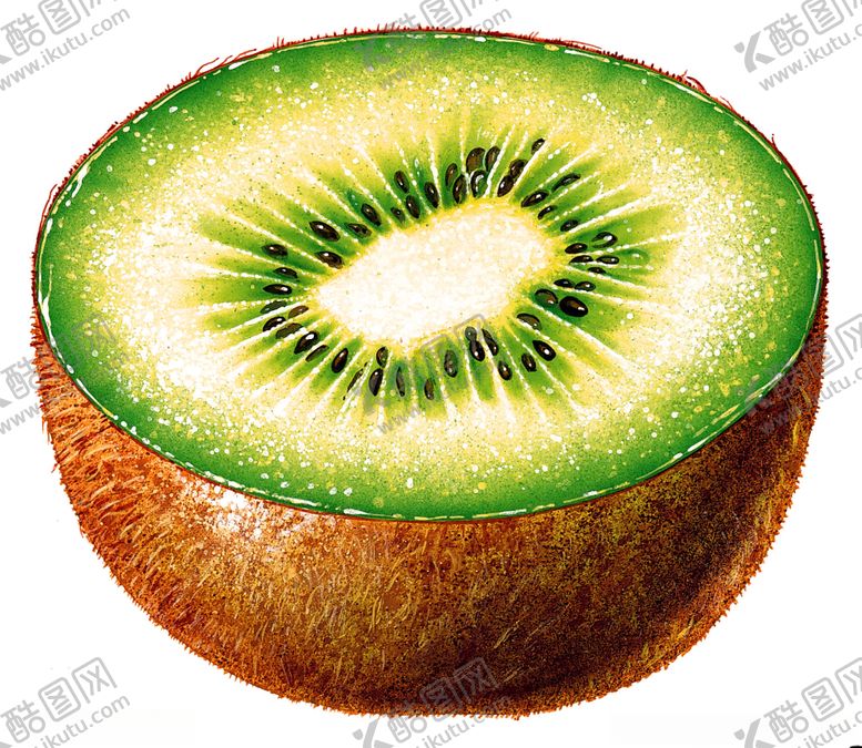 编号：85752509191244568861【酷图网】源文件下载-猕猴桃