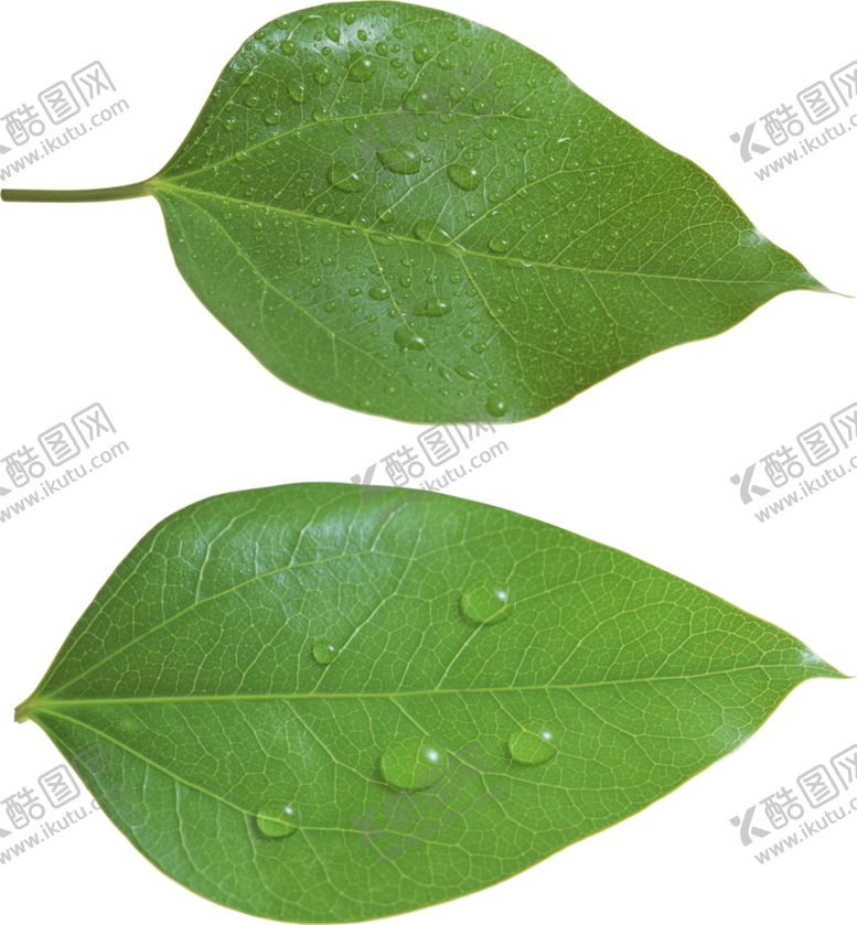 编号：12788207031649469648【酷图网】源文件下载-树叶