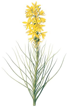 植物花卉油画装饰画