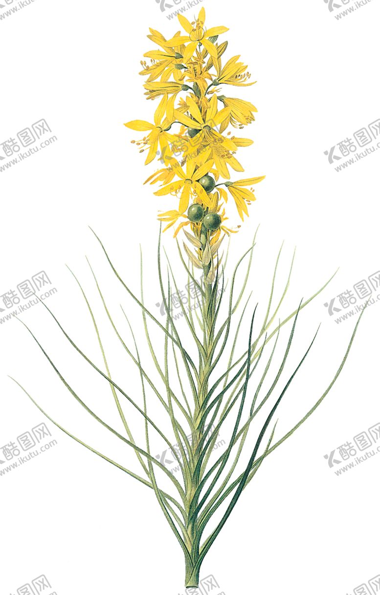 编号：26923610200412334206【酷图网】源文件下载-植物花卉油画装饰画