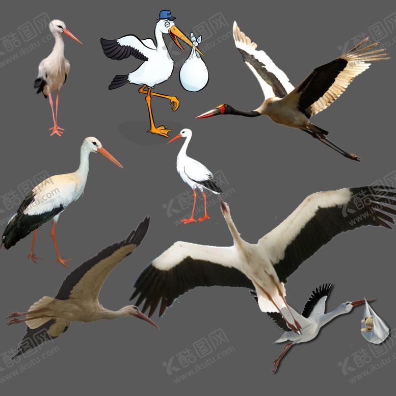 编号：74703109220647055524【酷图网】源文件下载-鹳png免扣图片