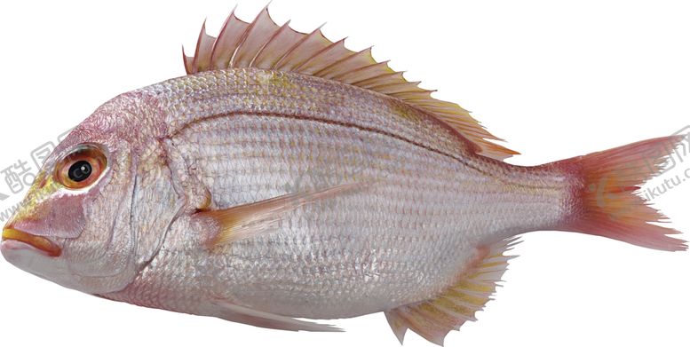 编号：88211807012343233092【酷图网】源文件下载-海洋鱼类图谱