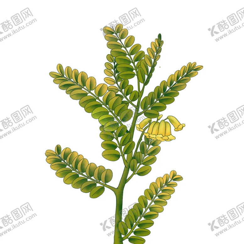 编号：39961710251504175811【酷图网】源文件下载-中草药甘草