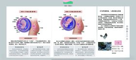 孕妈妈及胎宝宝变化第三个月