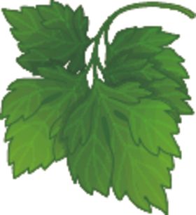 香菜鲜肉凤梨桔子青桔