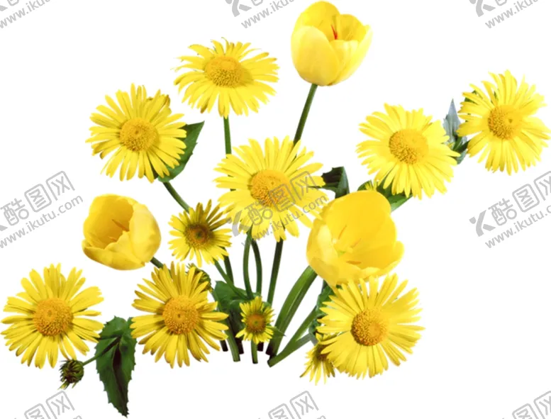 编号：22336406260206431671【酷图网】源文件下载-菊花