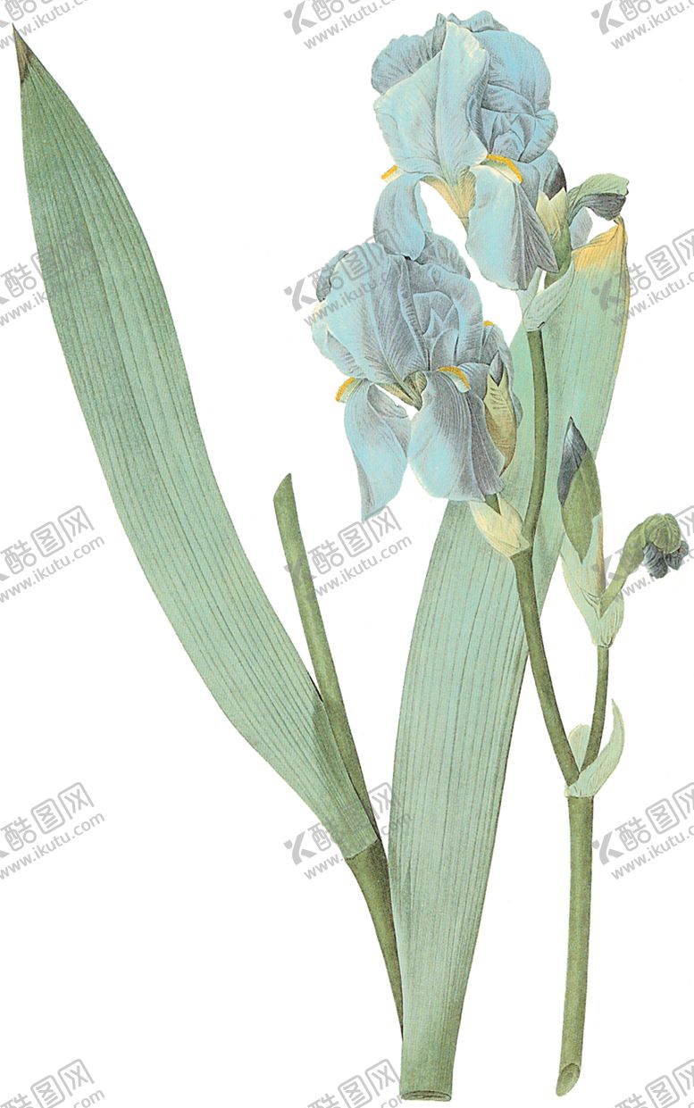 编号：83607210310326449393【酷图网】源文件下载-植物花卉油画装饰画