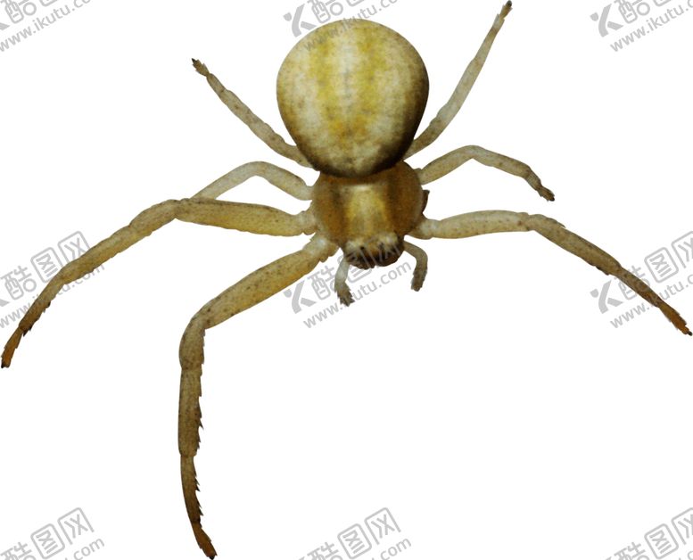 编号：57940009202105006458【酷图网】源文件下载-黑色昆虫蜘蛛