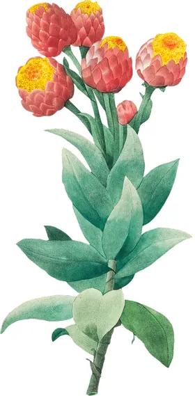 手绘花草植物素材图片