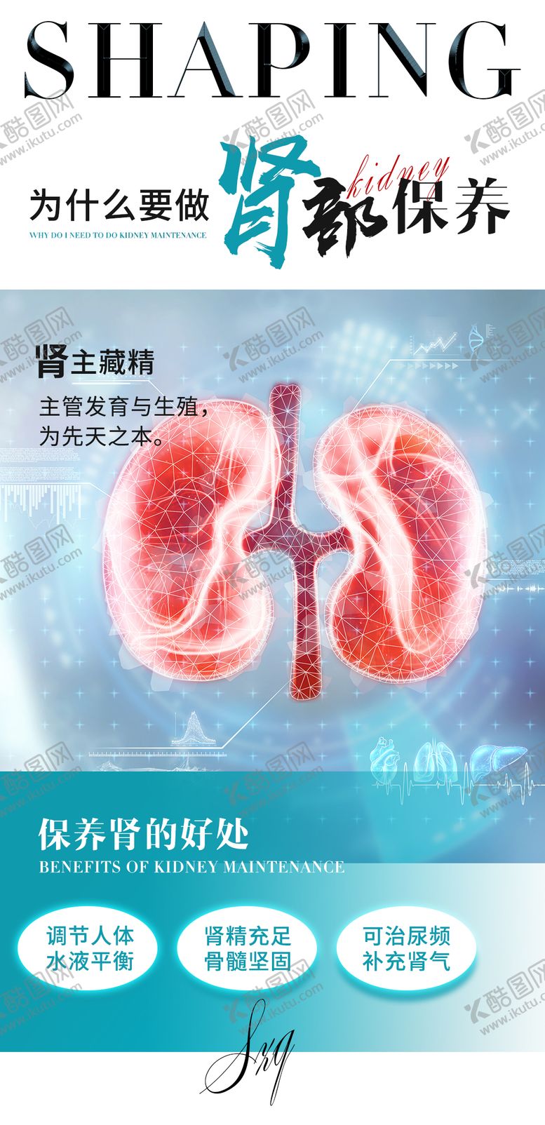 编号：34462309080017579227【酷图网】源文件下载-肾部保养海报