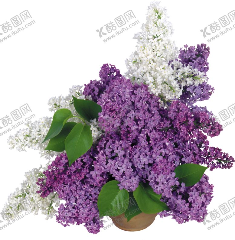 编号：17202907090514321936【酷图网】源文件下载-丁香花