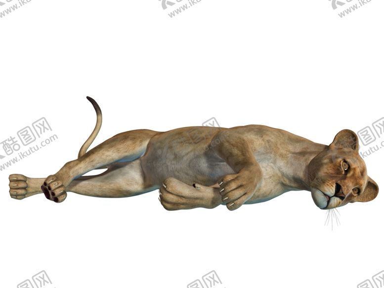 编号：58566610091627268032【酷图网】源文件下载-狮子