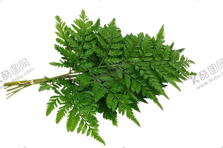 编号：56406209241515244167【酷图网】源文件下载-蕨类
