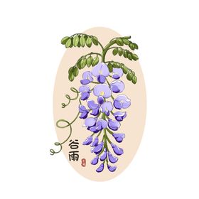 24节气双荚决明花