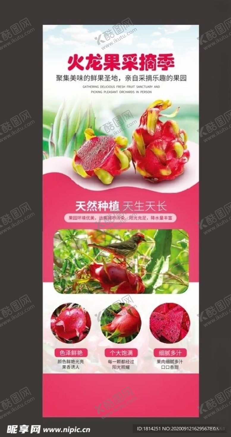 编号：68451005131235367246【酷图网】源文件下载-水果火龙果展架