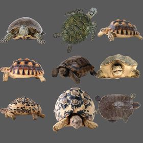 乌龟png免扣图片