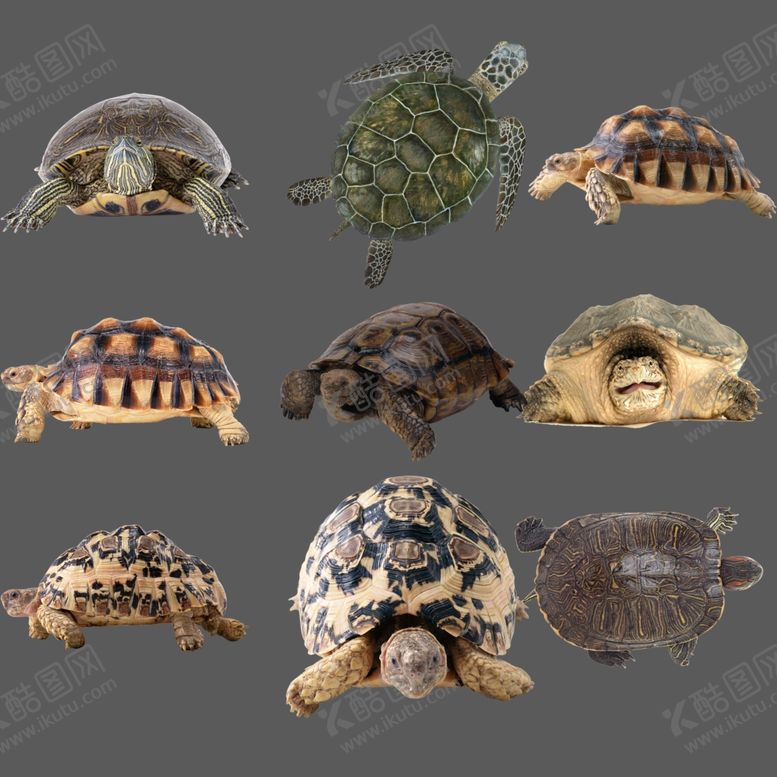 编号：85914103311409059928【酷图网】源文件下载-乌龟png免扣图片