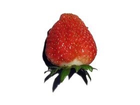 碎花 向日葵 高清PSD分层素材