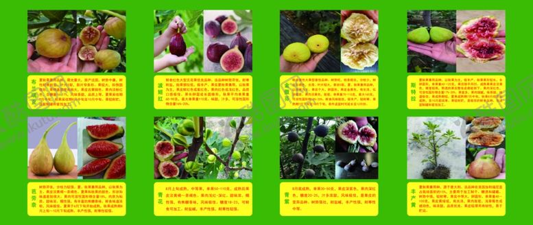 编号：65935112181943205891【酷图网】源文件下载-无花果