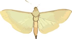 蝴蝶昆虫插画