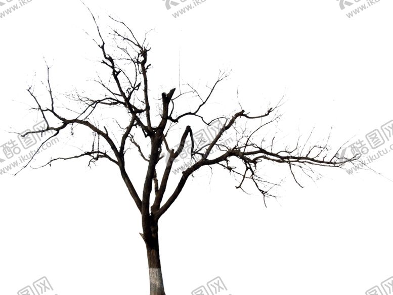 编号：67945206161735478625【酷图网】源文件下载-枯树干树