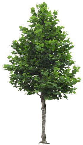 免扣植物树木素材图片
