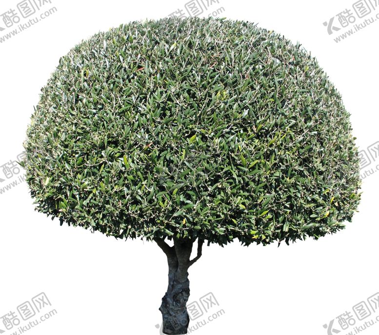 编号：86418909122341494652【酷图网】源文件下载-免扣树木素材