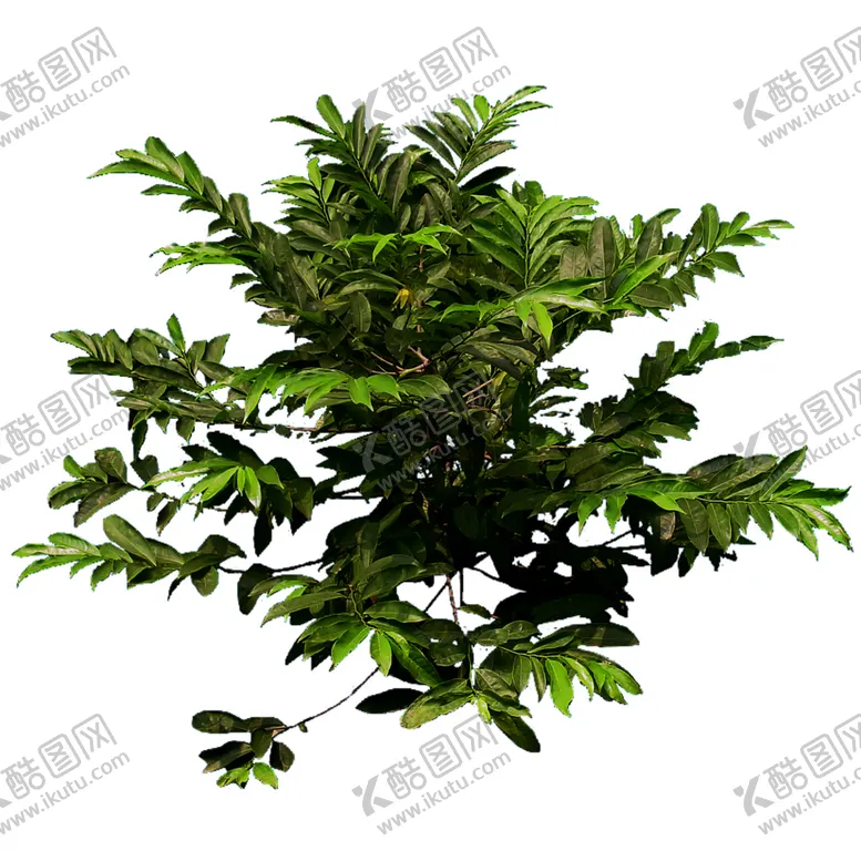 编号：34806307020212198042【酷图网】源文件下载-绿色植物