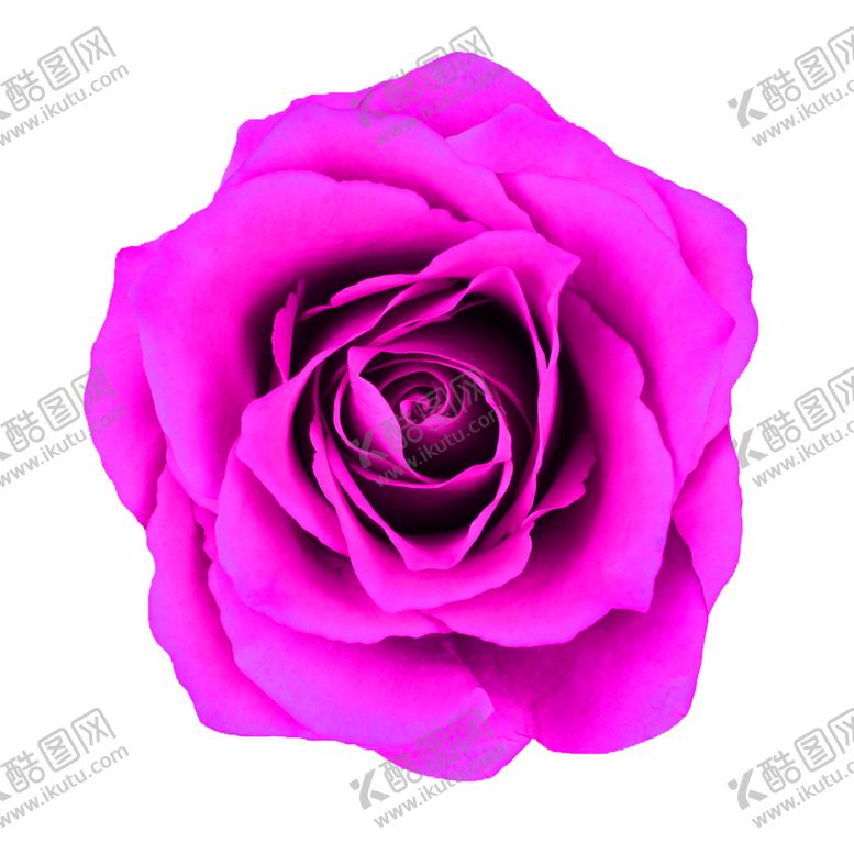 编号：55384505100203325316【酷图网】源文件下载-鲜花素材