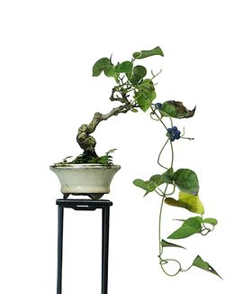 花艺素材草鲜