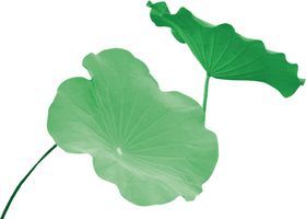 荷叶元素