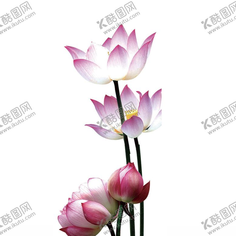 编号：57626601271932493247【酷图网】源文件下载-荷花