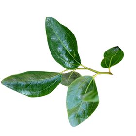 绿色相框精美花纹边欧式边流行
