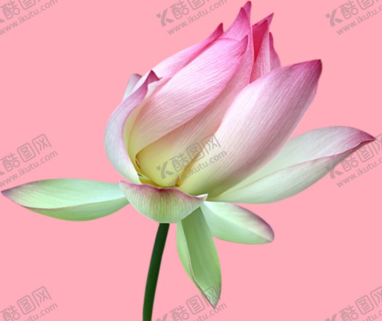 编号：29731609150708011537【酷图网】源文件下载-莲花