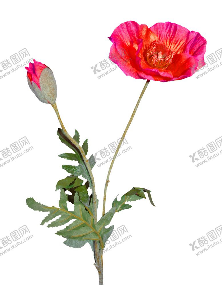 编号：23810309250405134272【酷图网】源文件下载-鲜花素材